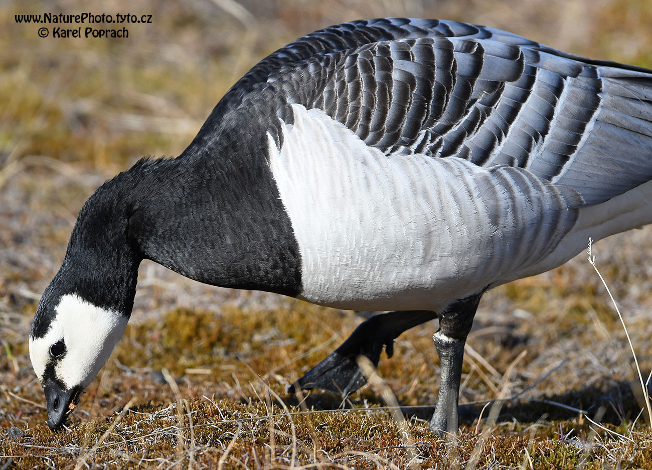 Branta leucopsis, Berneška bělolící