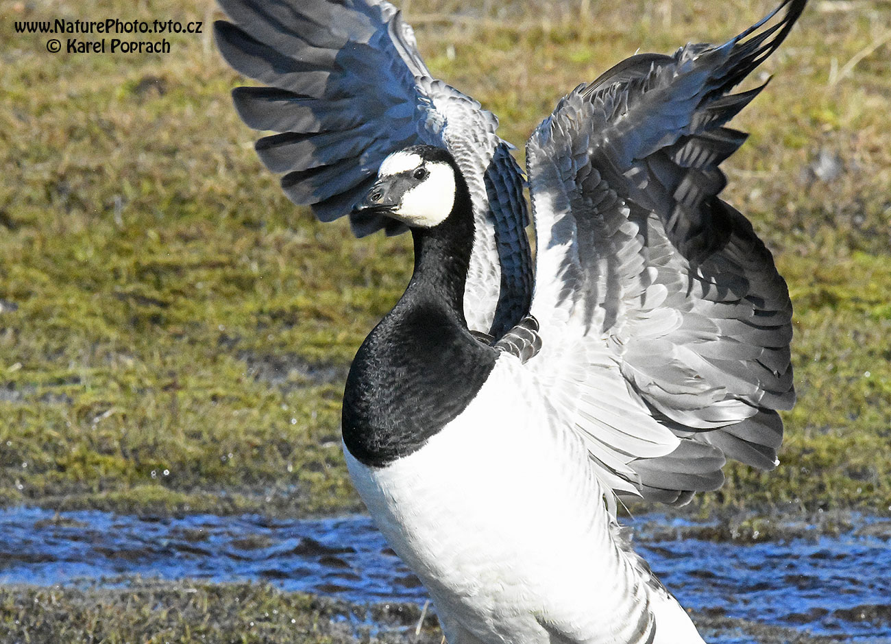 Branta leucopsis, Berneška bělolící
