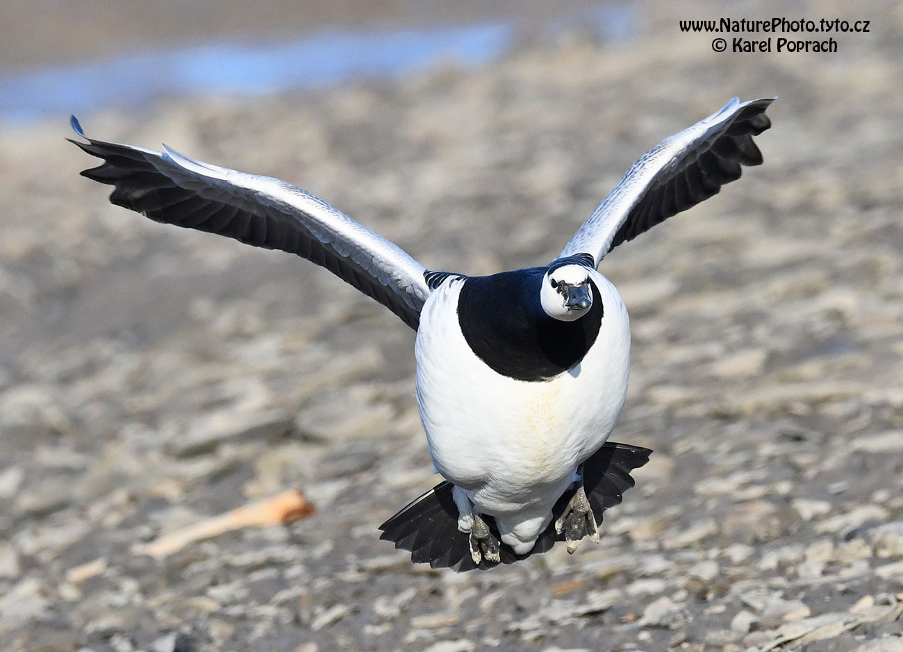 Branta leucopsis, Berneška bělolící