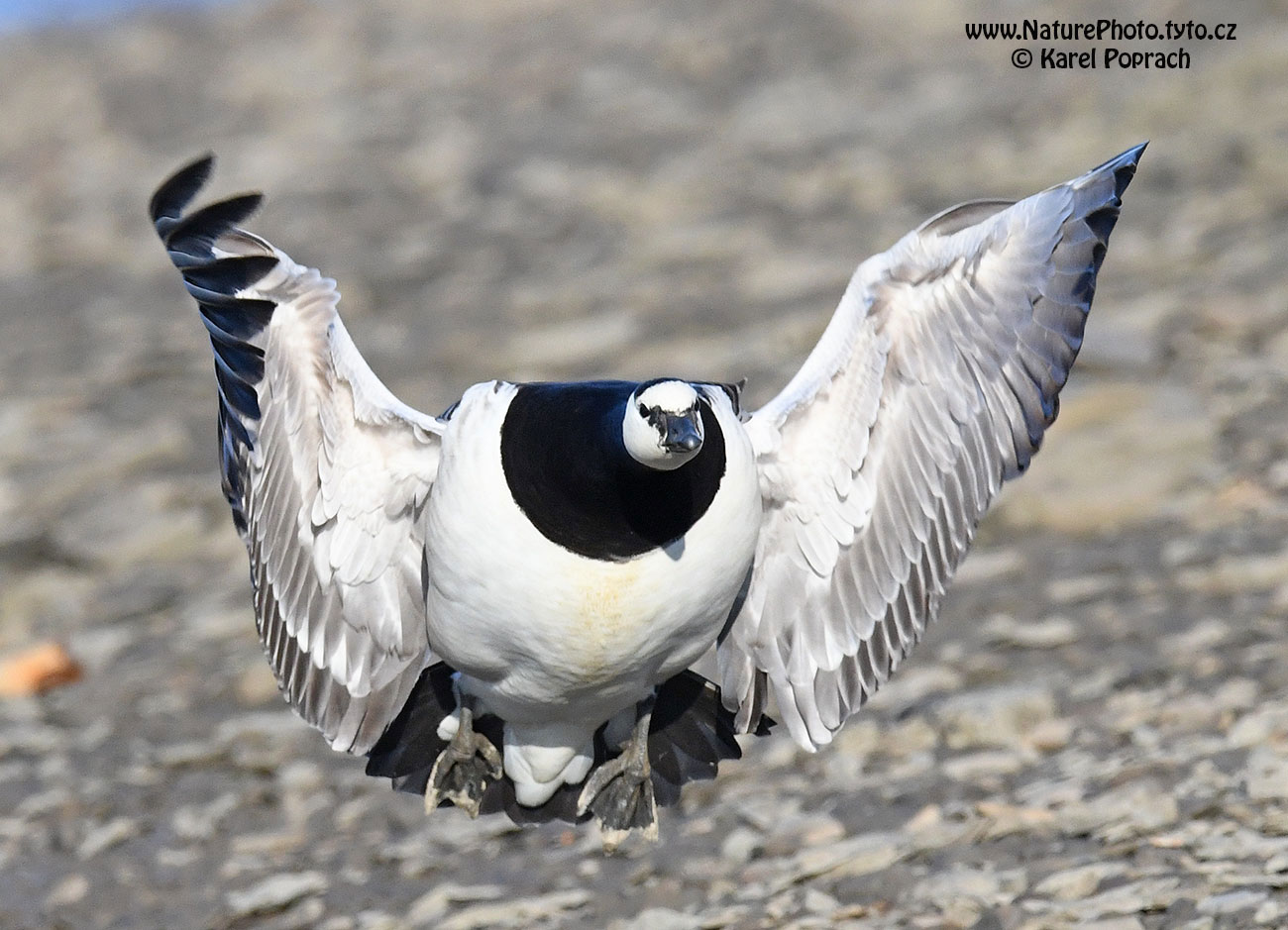 Branta leucopsis, Berneška bělolící