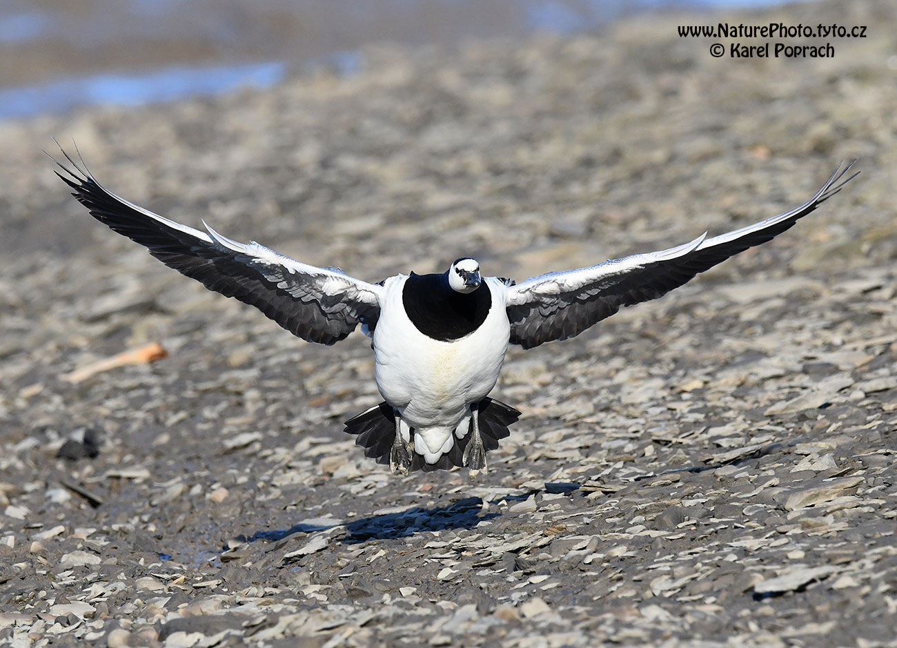 Branta leucopsis, Berneška bělolící