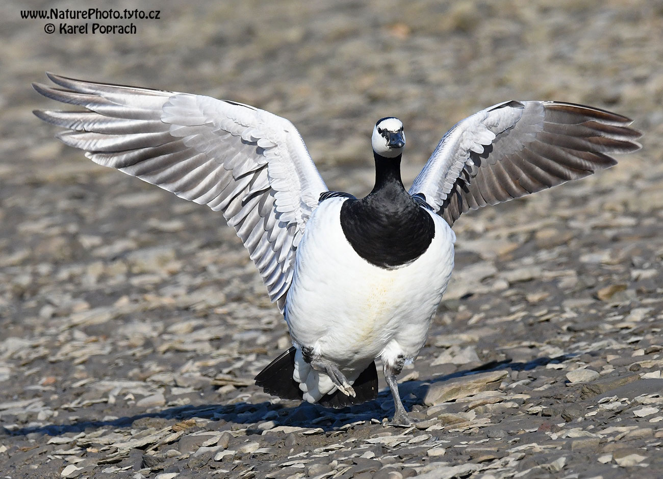 Branta leucopsis, Berneška bělolící