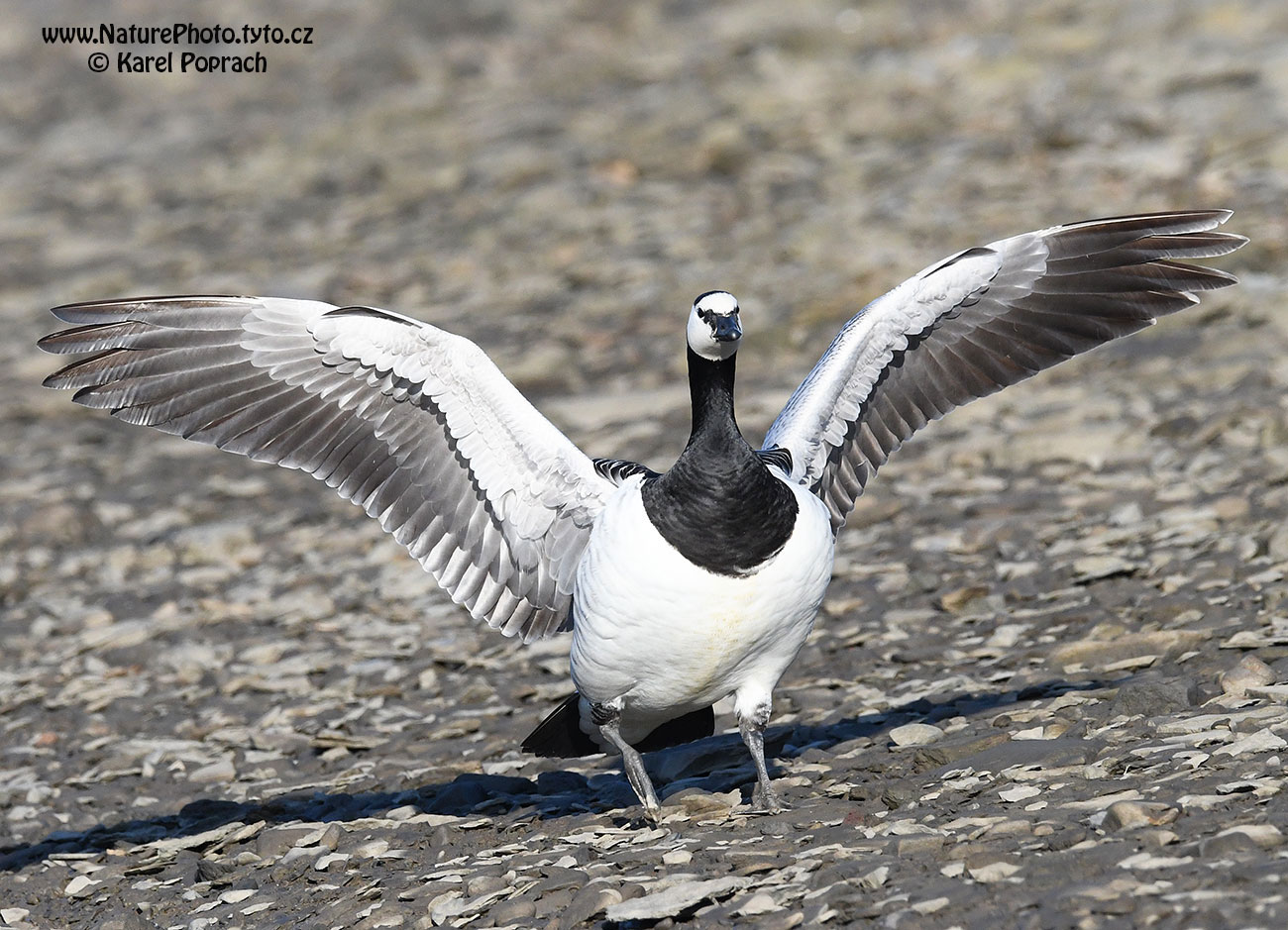 Branta leucopsis, Berneška bělolící