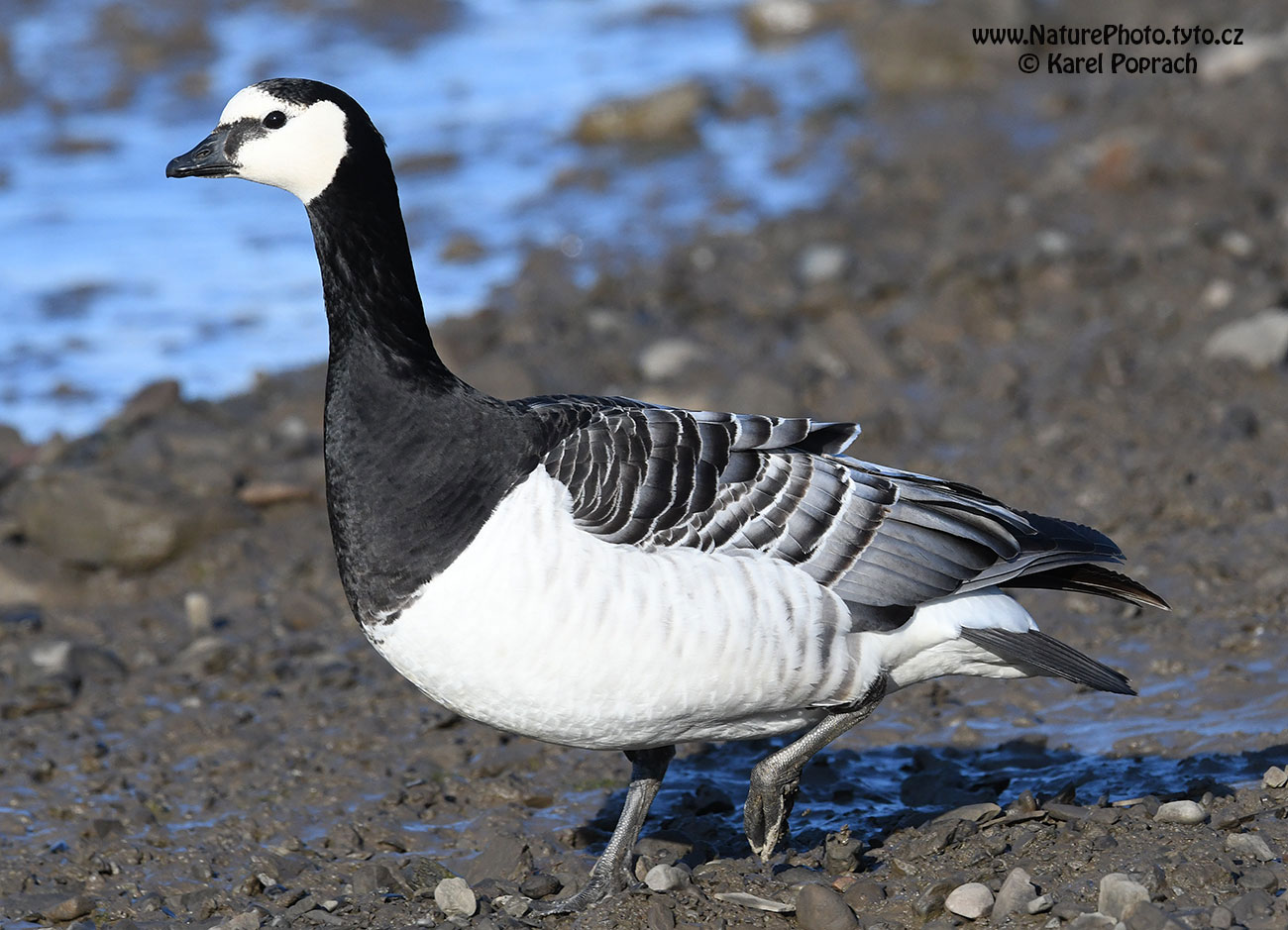 Branta leucopsis, Berneška bělolící