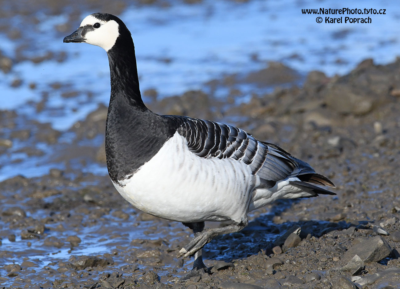 Branta leucopsis, Berneška bělolící