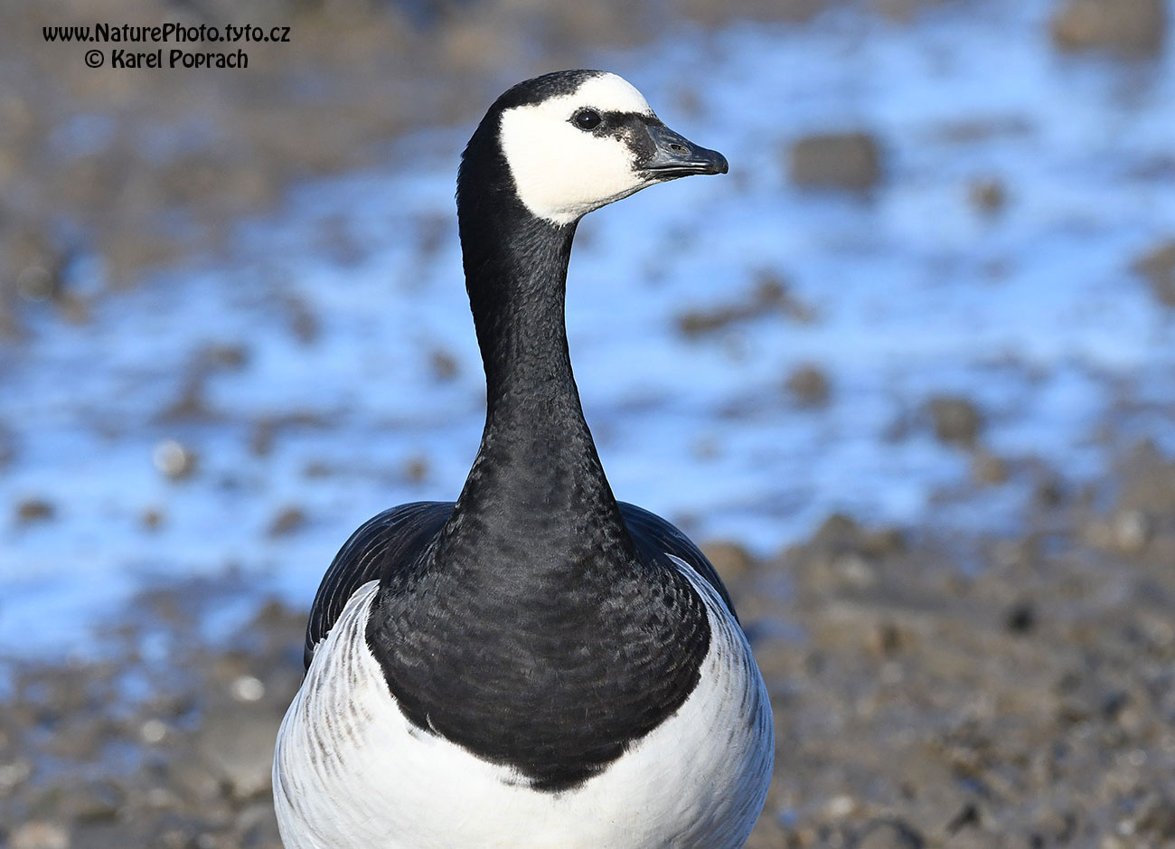 Branta leucopsis, Berneška bělolící