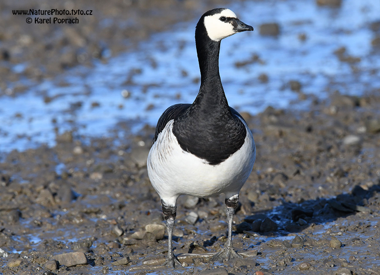 Branta leucopsis, Berneška bělolící