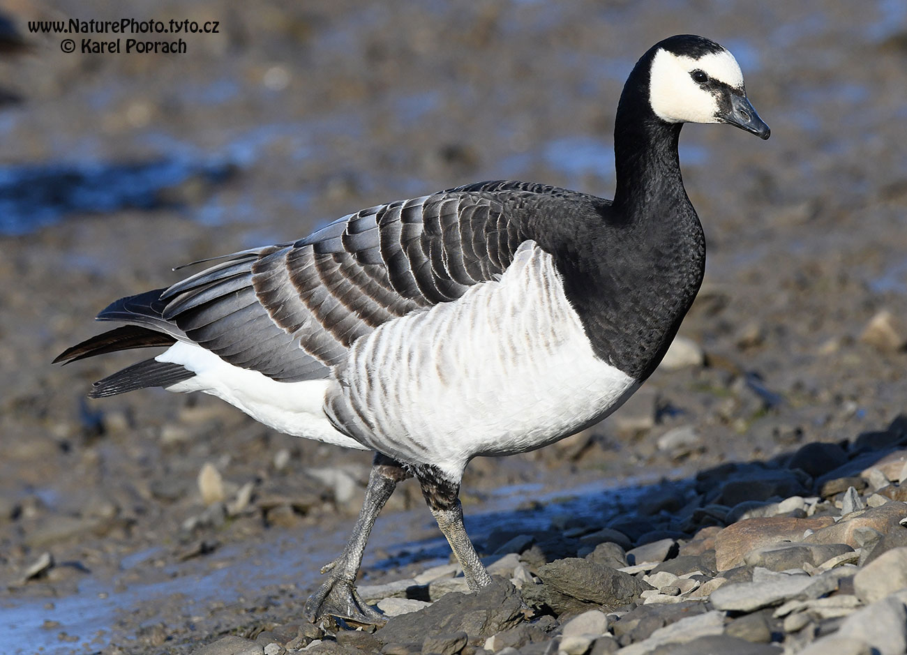 Branta leucopsis, Berneška bělolící