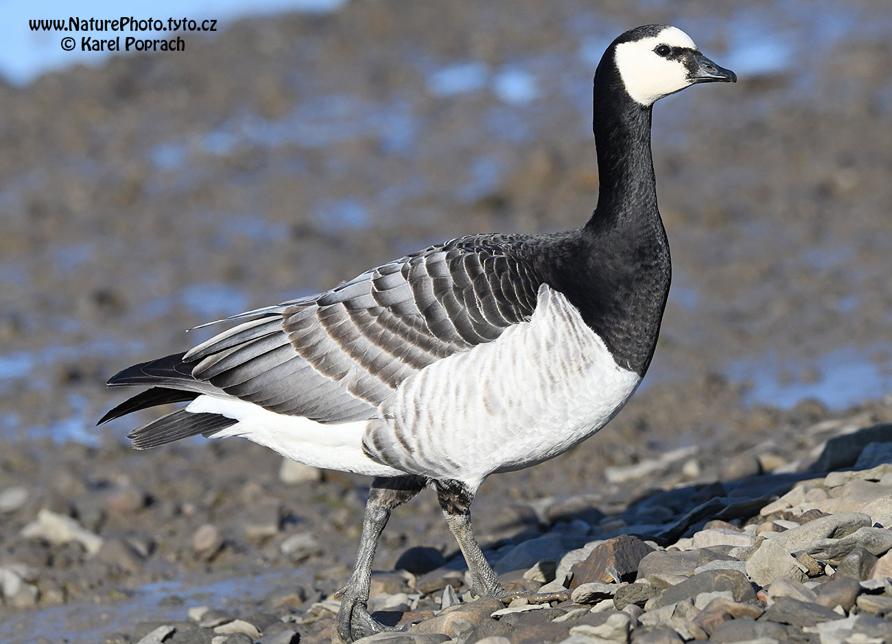 Branta leucopsis, Berneška bělolící