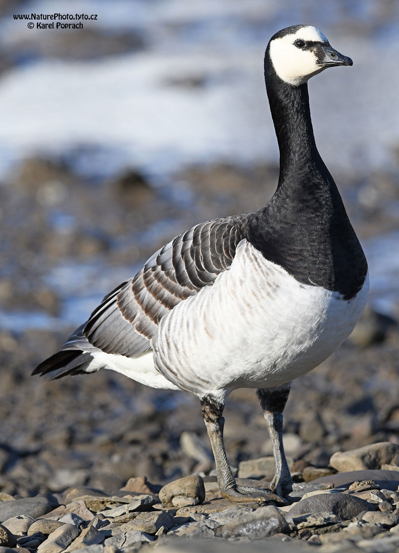 Branta leucopsis, Berneška bělolící