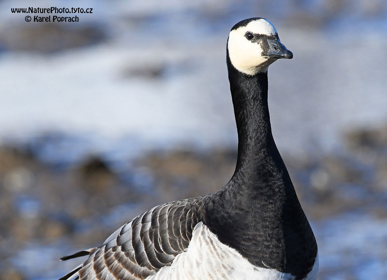 Branta leucopsis, Berneška bělolící