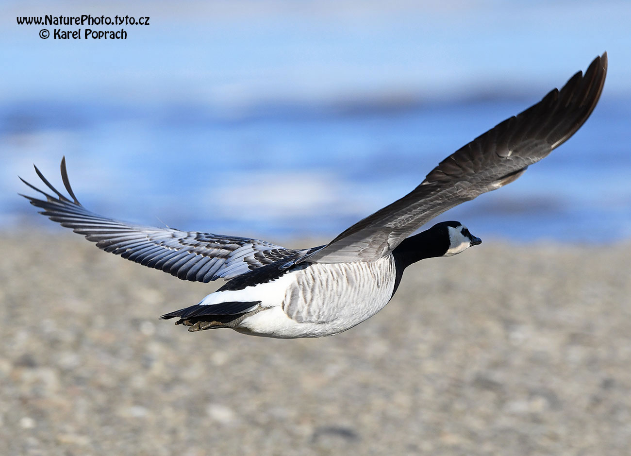 Branta leucopsis, Berneška bělolící