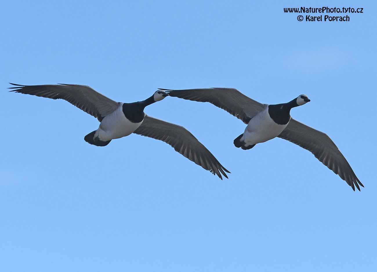 Branta leucopsis, Berneška bělolící