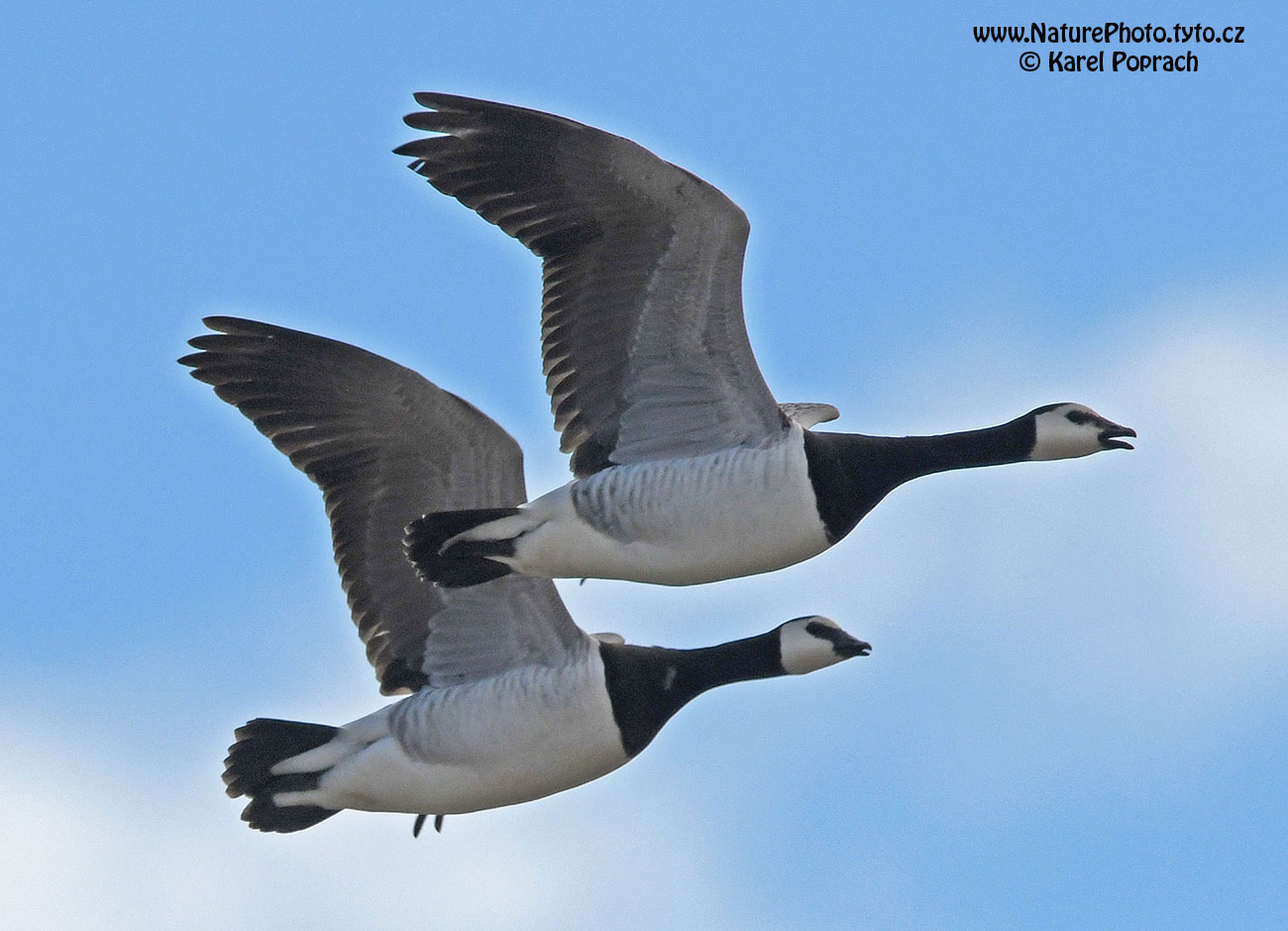 Branta leucopsis, Berneška bělolící