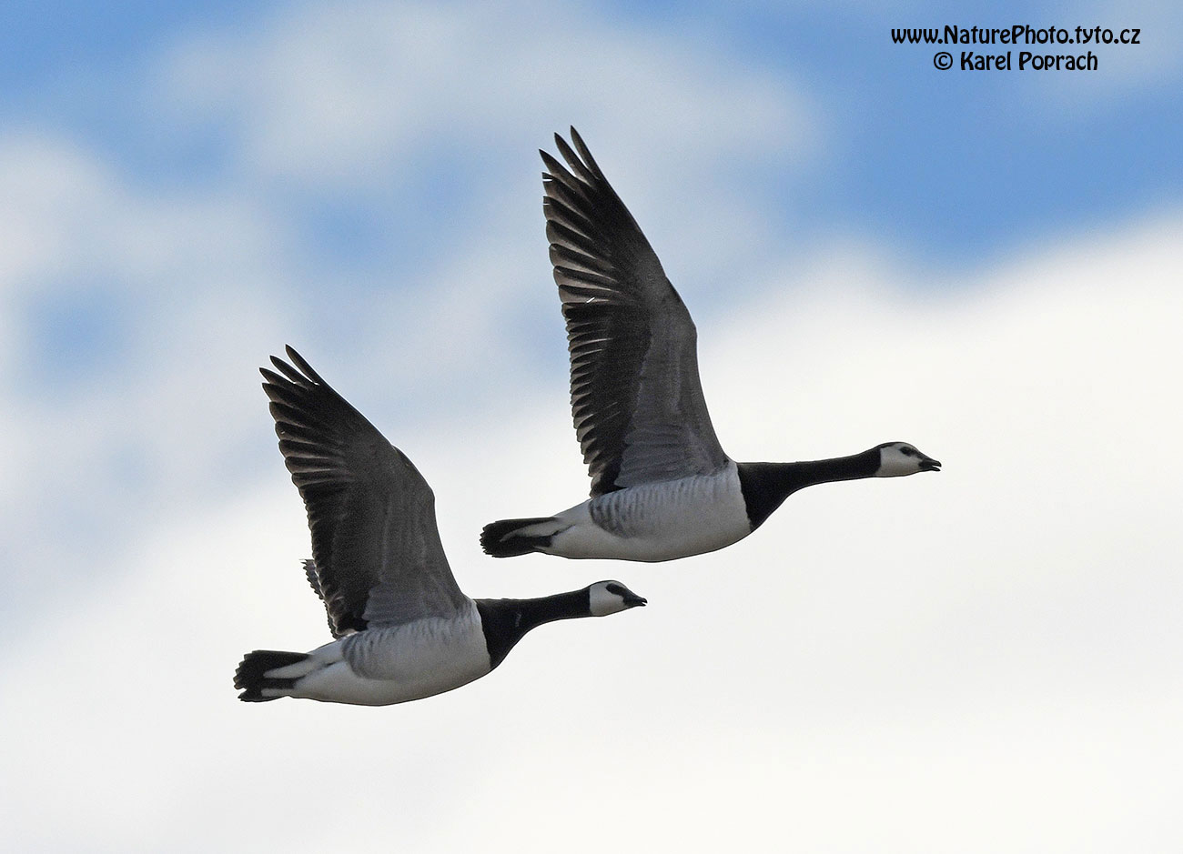Branta leucopsis, Berneška bělolící