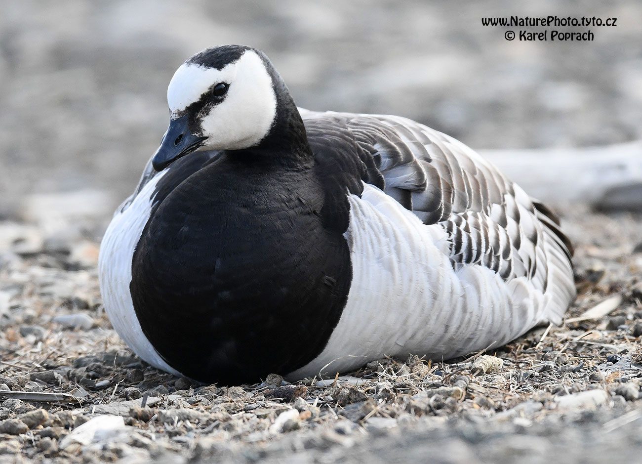 Branta leucopsis, Berneška bělolící