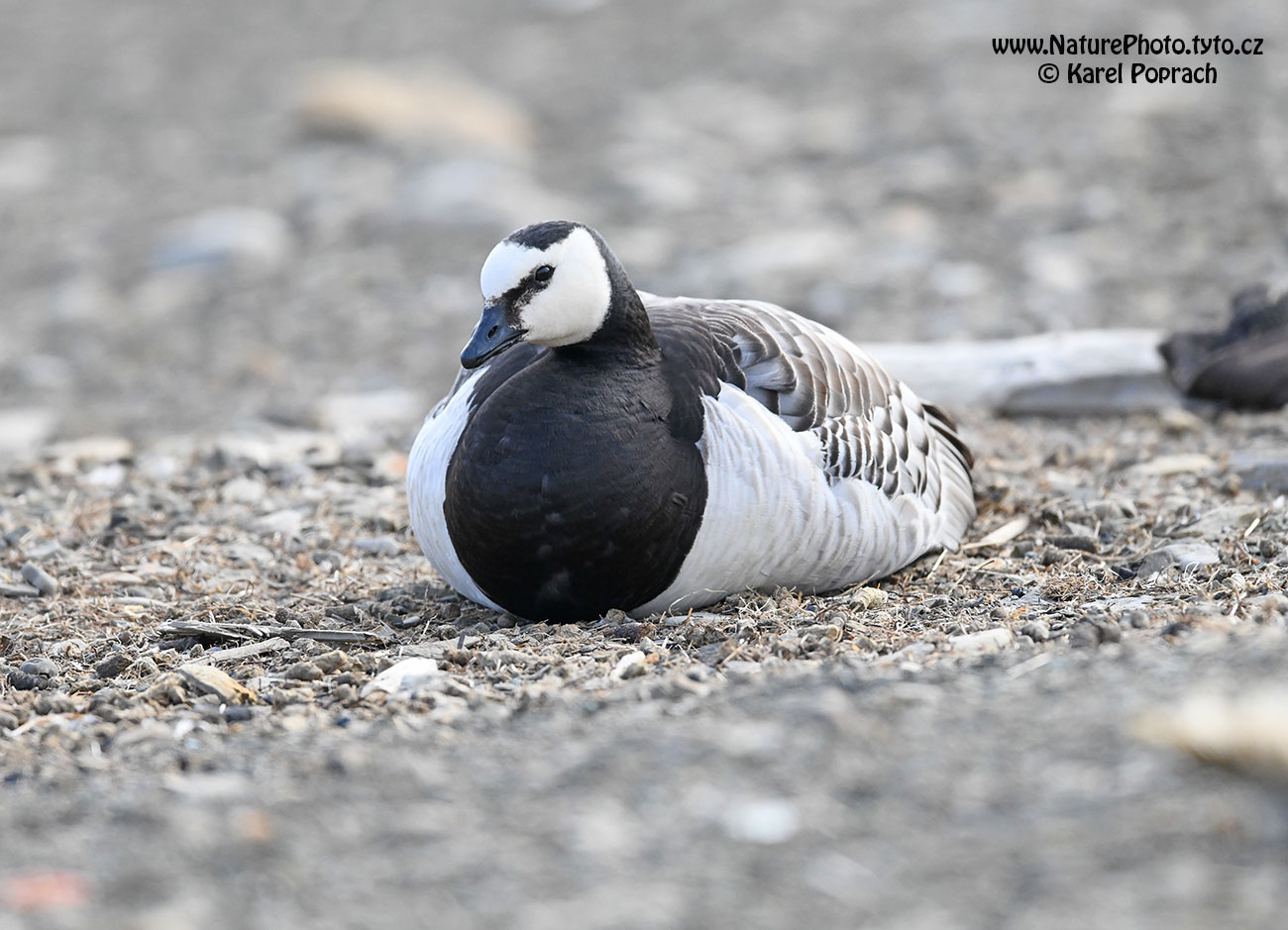 Branta leucopsis, Berneška bělolící