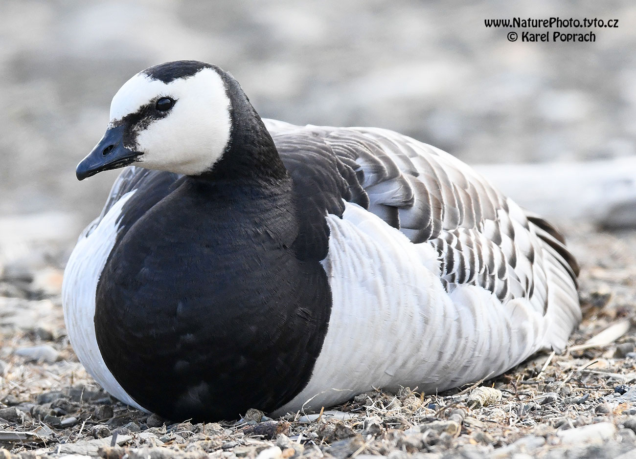 Branta leucopsis, Berneška bělolící