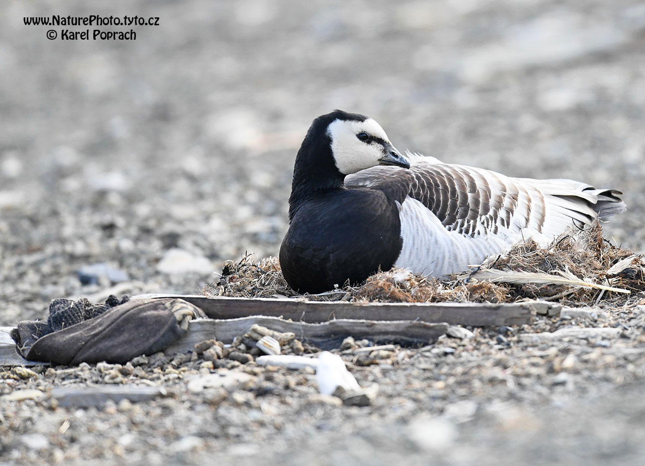 Branta leucopsis, Berneška bělolící