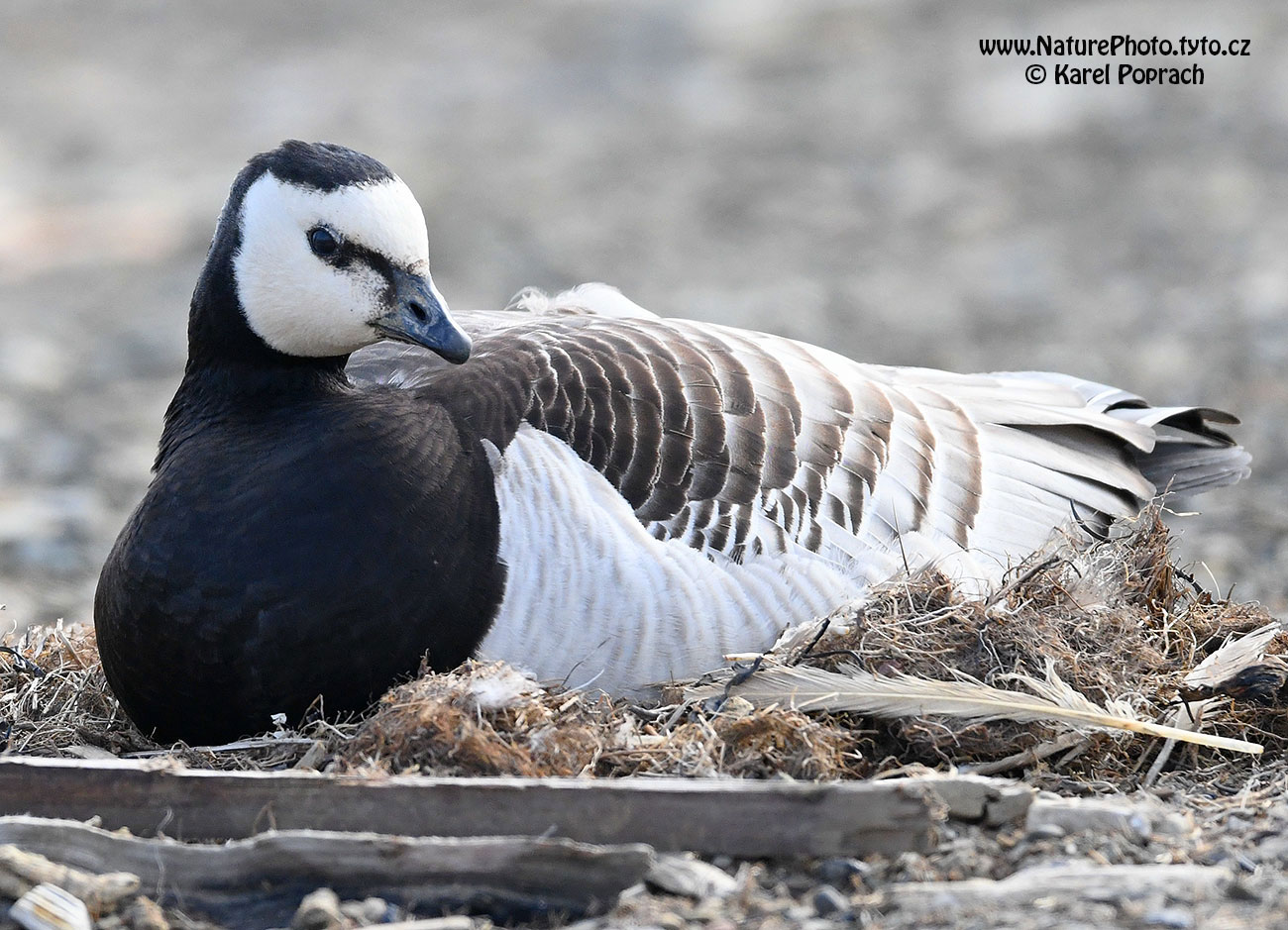 Branta leucopsis, Berneška bělolící