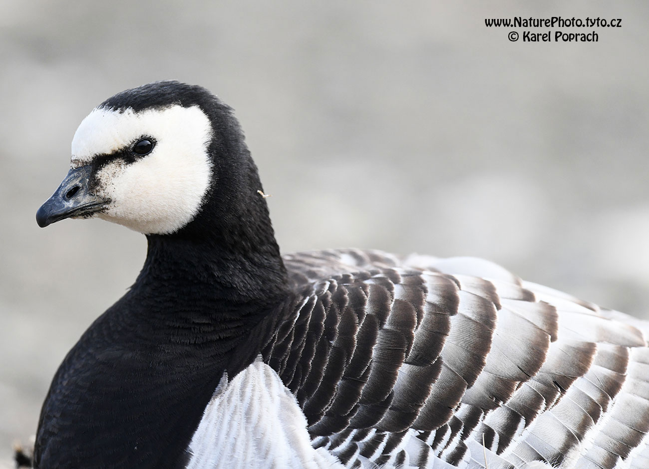 Branta leucopsis, Berneška bělolící