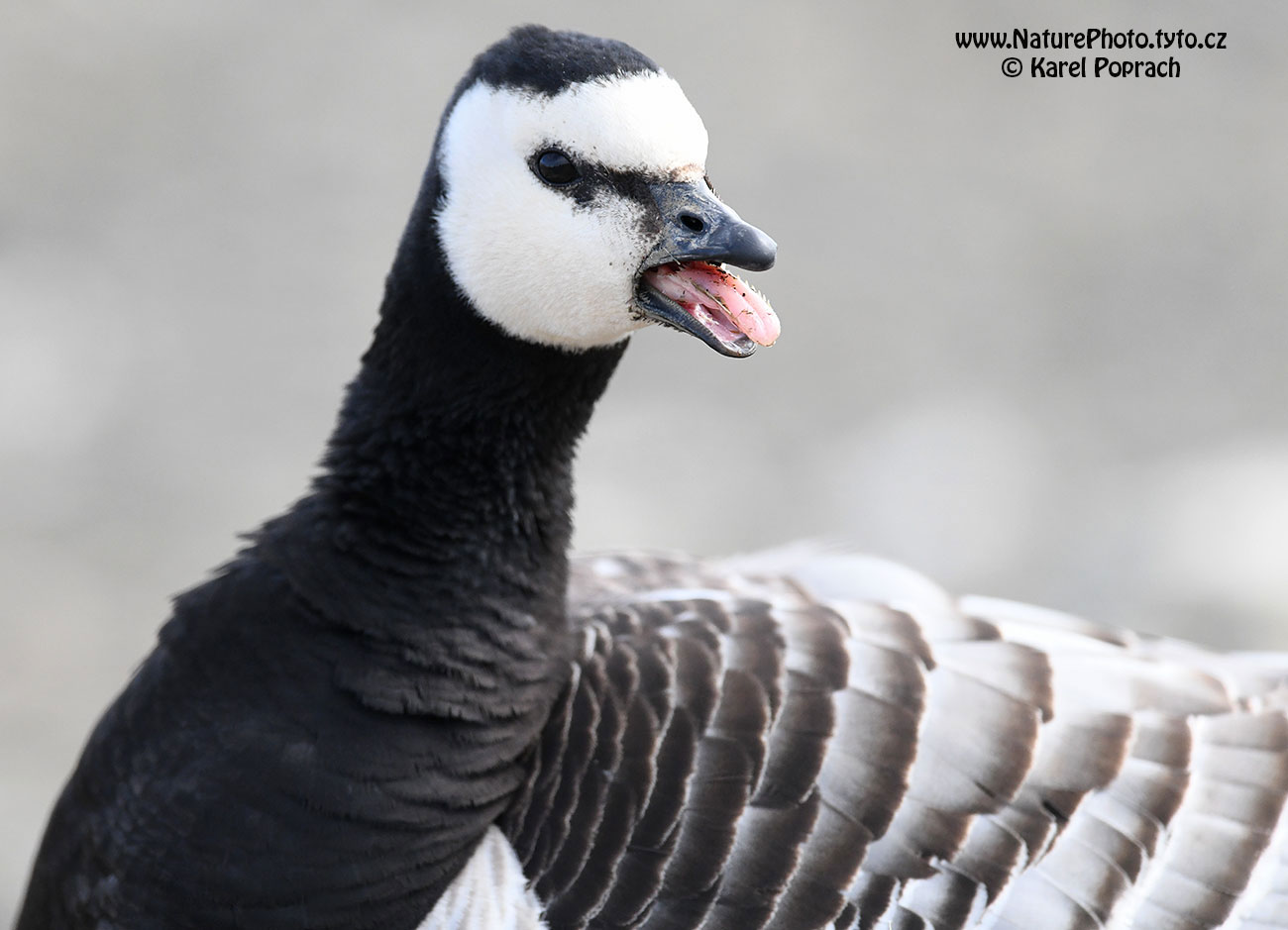 Branta leucopsis, Berneška bělolící