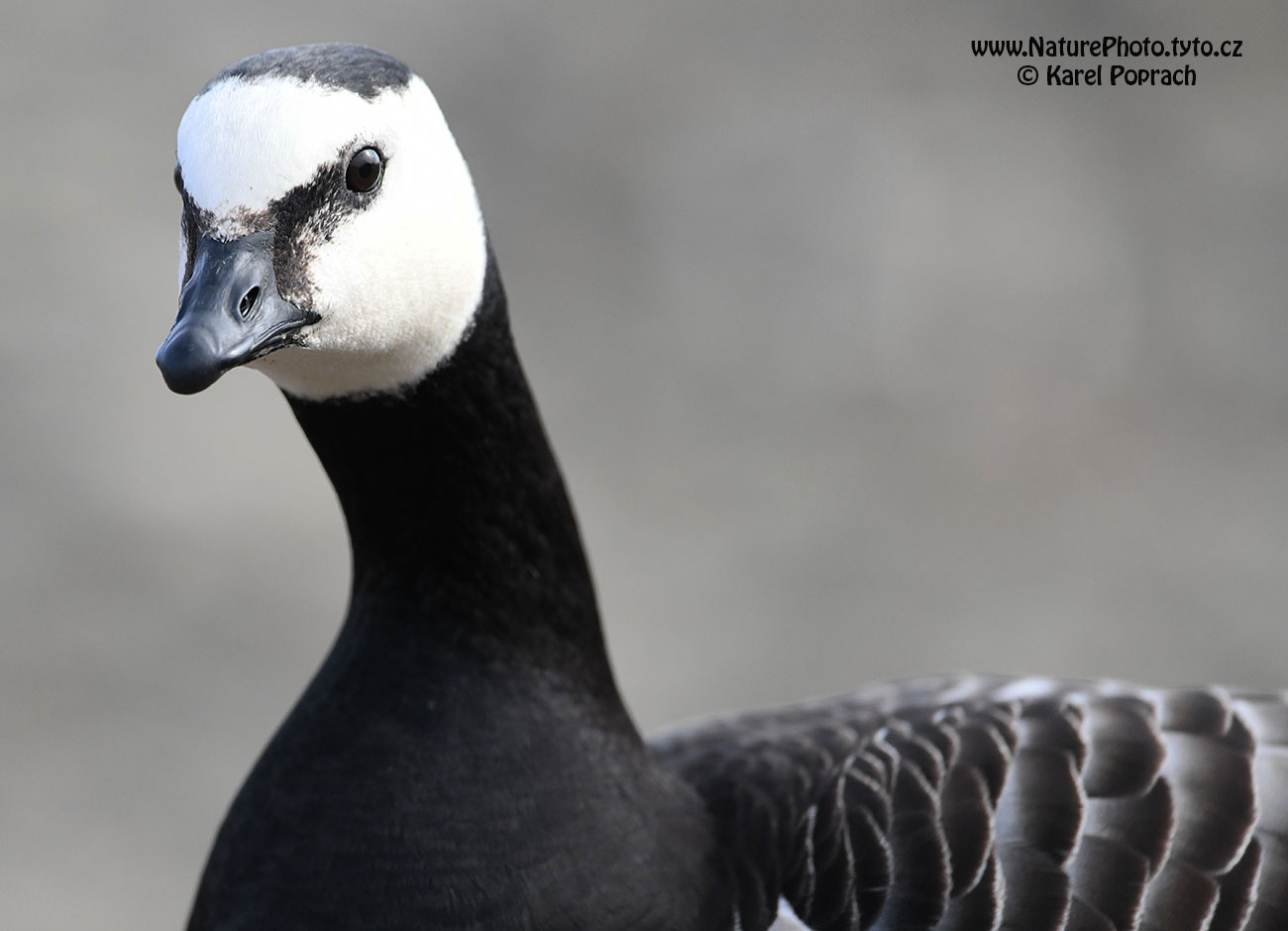 Branta leucopsis, Berneška bělolící