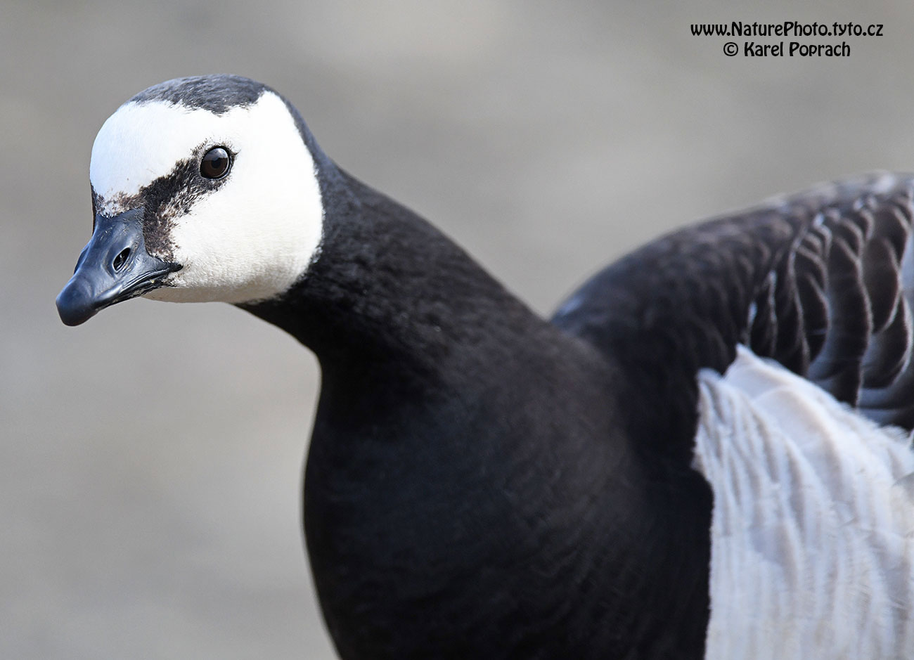 Branta leucopsis, Berneška bělolící