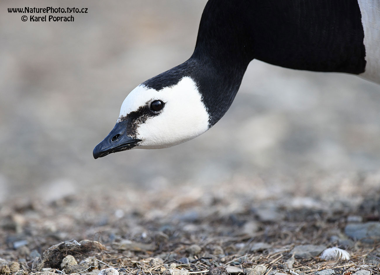 Branta leucopsis, Berneška bělolící