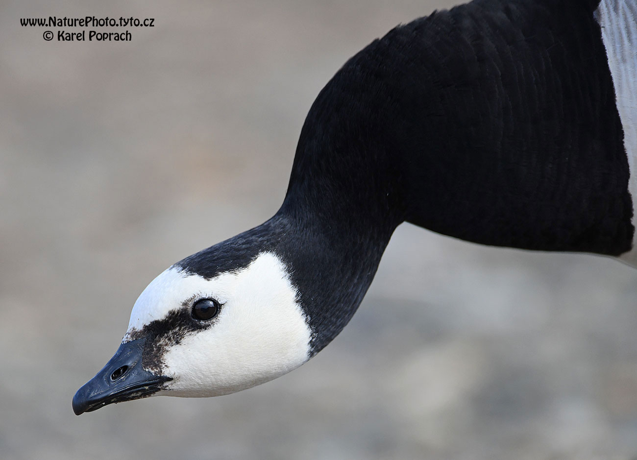 Branta leucopsis, Berneška bělolící