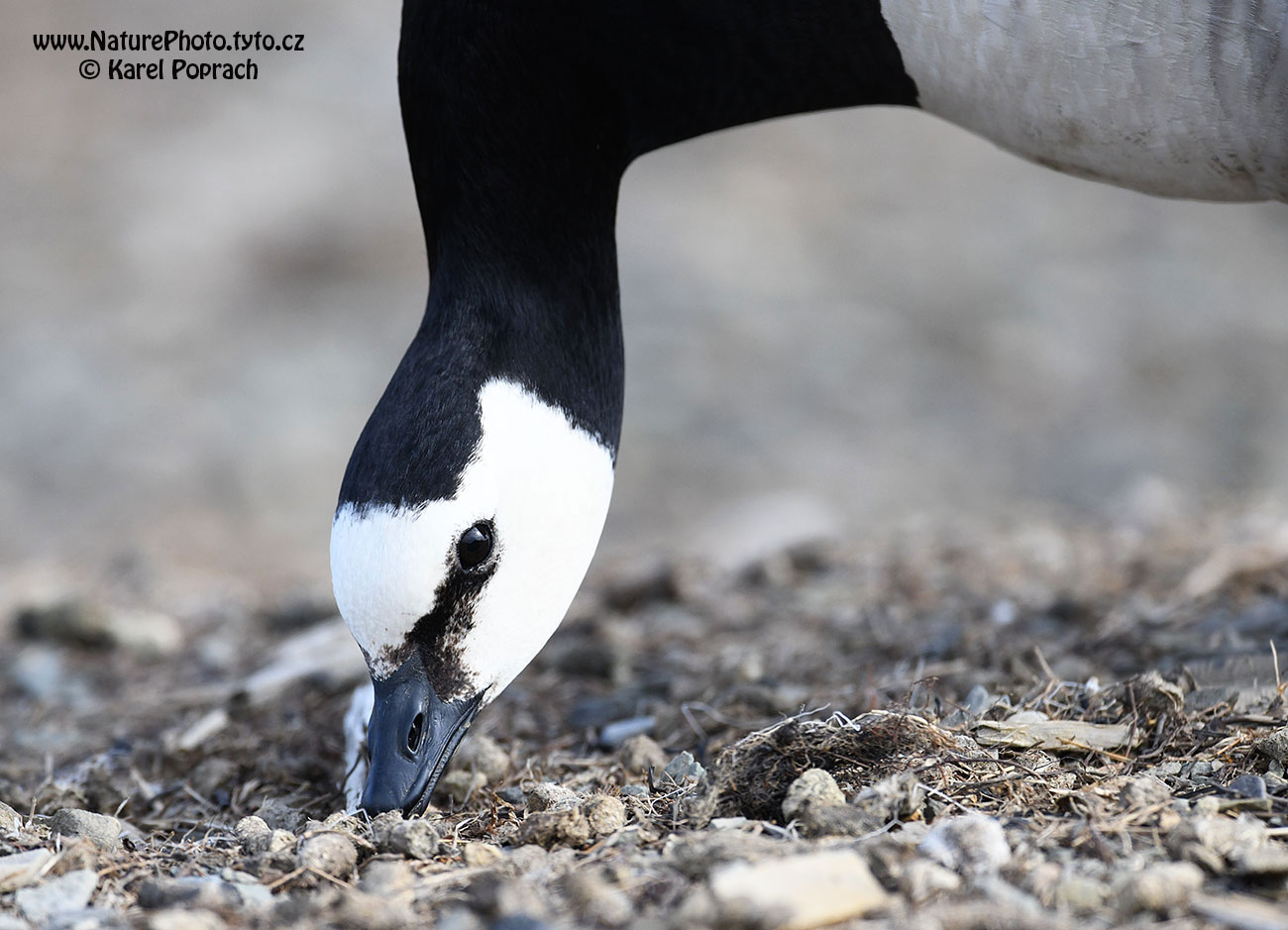 Branta leucopsis, Berneška bělolící