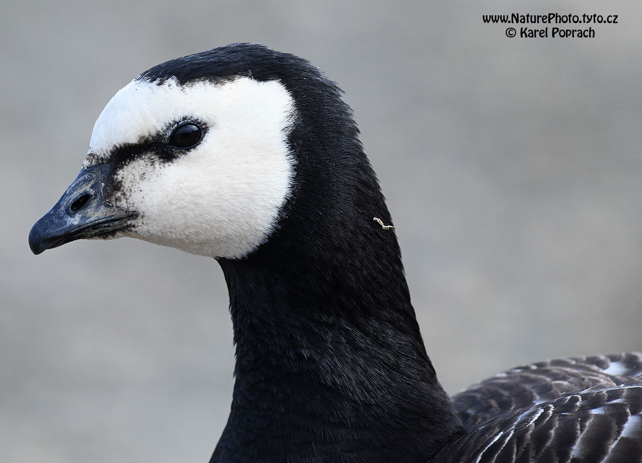 Branta leucopsis, Berneška bělolící