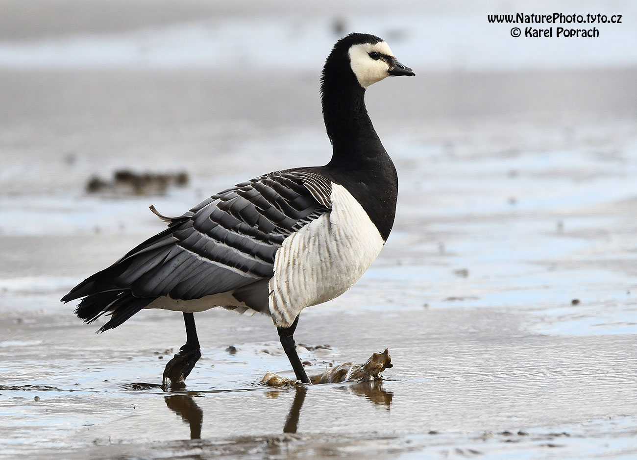 Branta leucopsis, Berneška bělolící