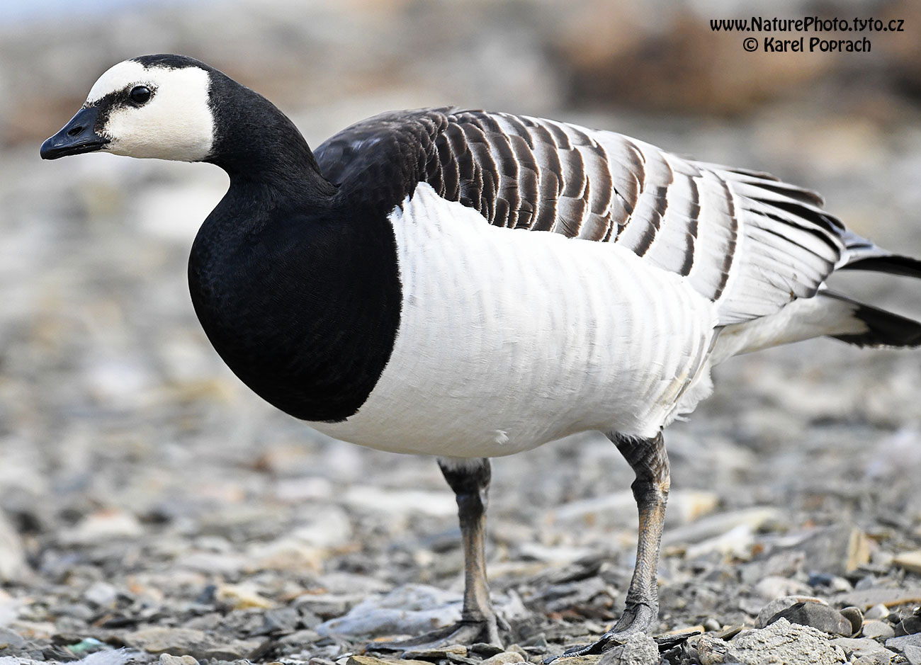Branta leucopsis, Berneška bělolící