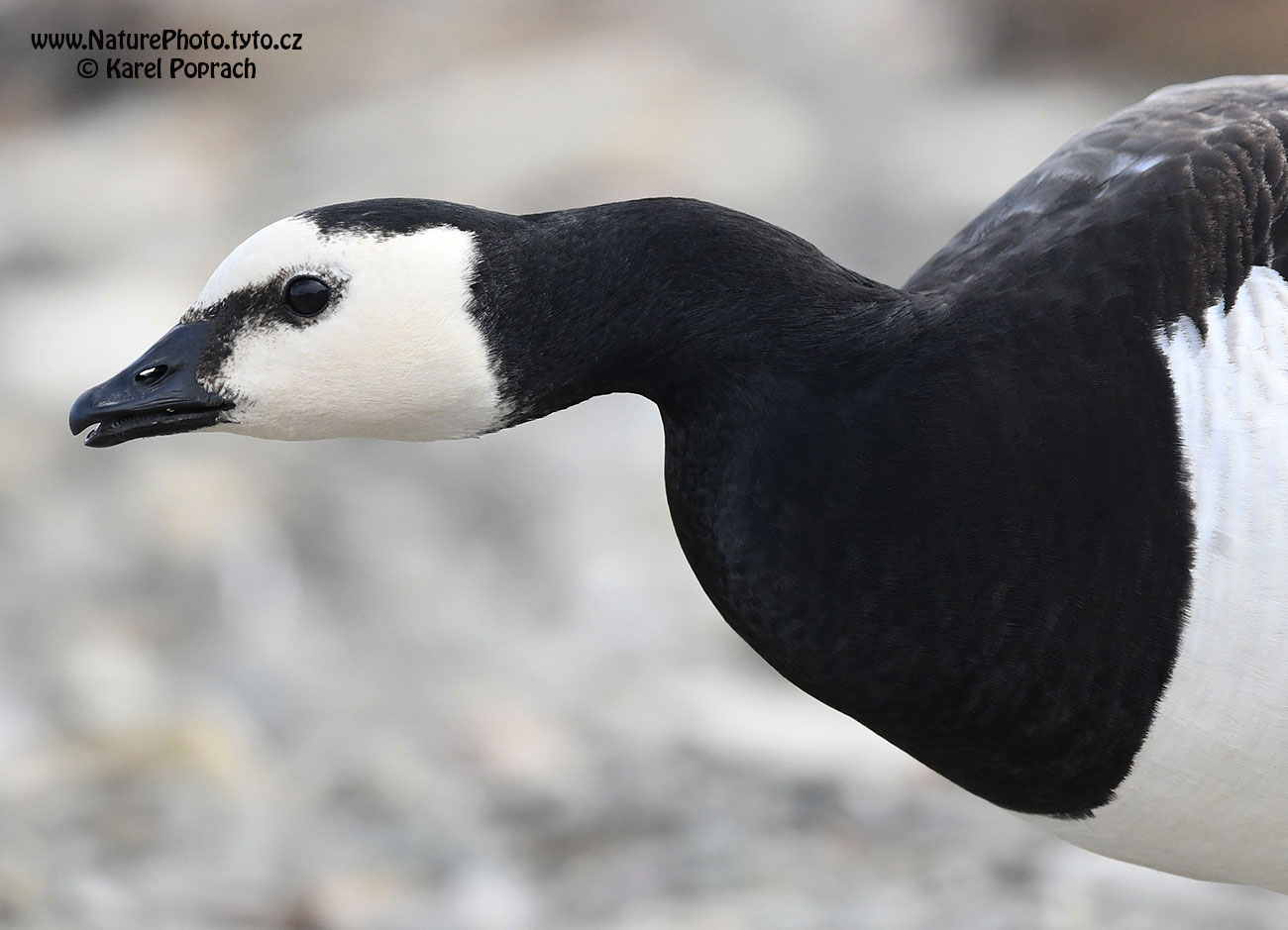 Branta leucopsis, Berneška bělolící