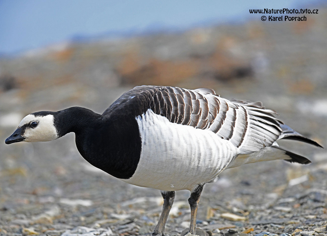 Branta leucopsis, Berneška bělolící