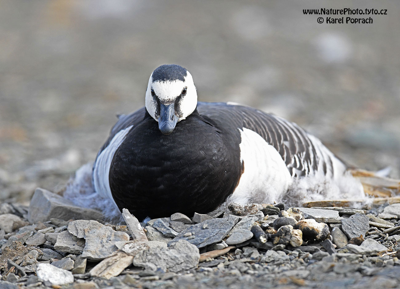 Branta leucopsis, Berneška bělolící