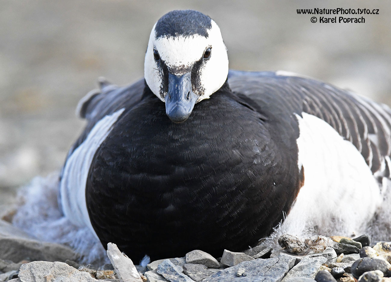 Branta leucopsis, Berneška bělolící