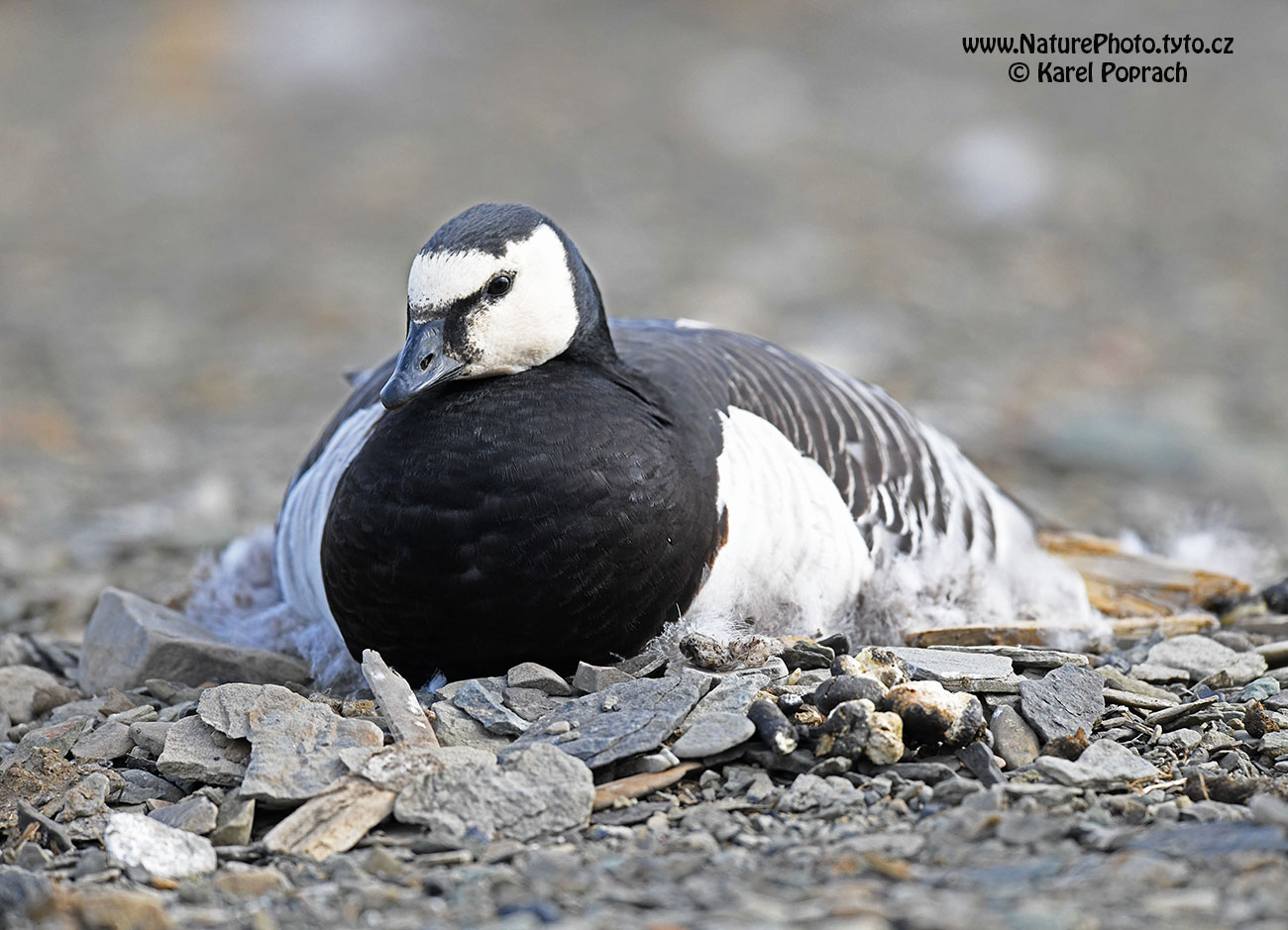 Branta leucopsis, Berneška bělolící