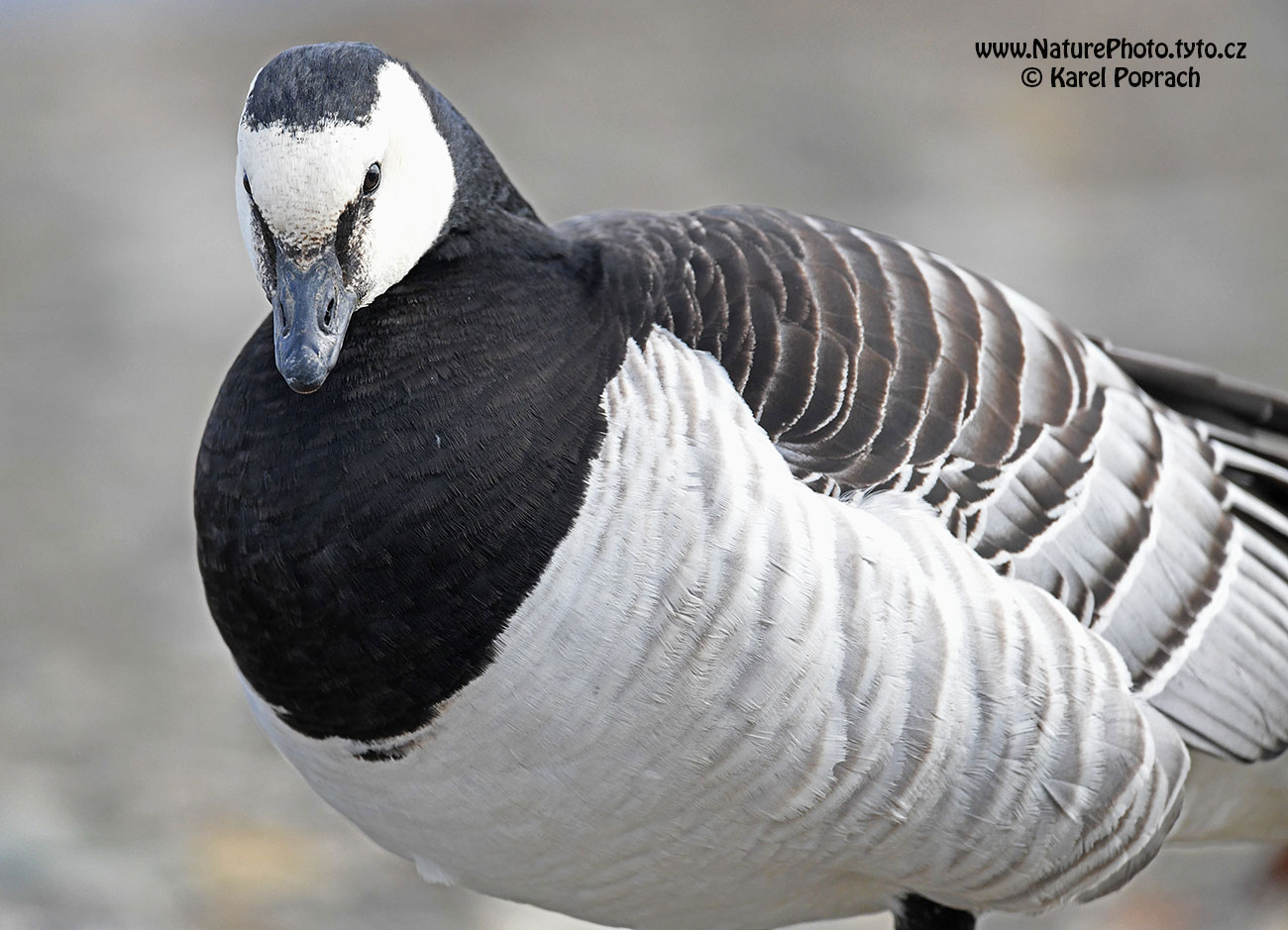 Branta leucopsis, Berneška bělolící