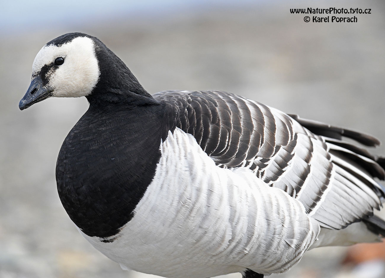 Branta leucopsis, Berneška bělolící