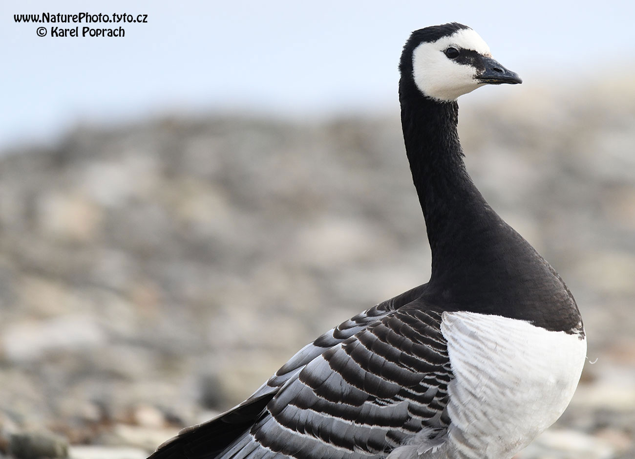 Branta leucopsis, Berneška bělolící