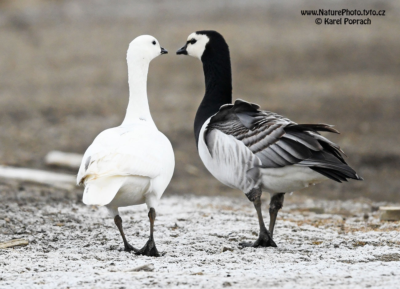Branta leucopsis, Berneška bělolící