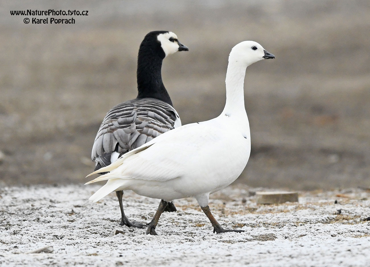 Branta leucopsis, Berneška bělolící