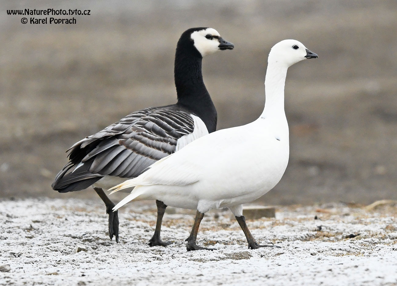 Branta leucopsis, Berneška bělolící