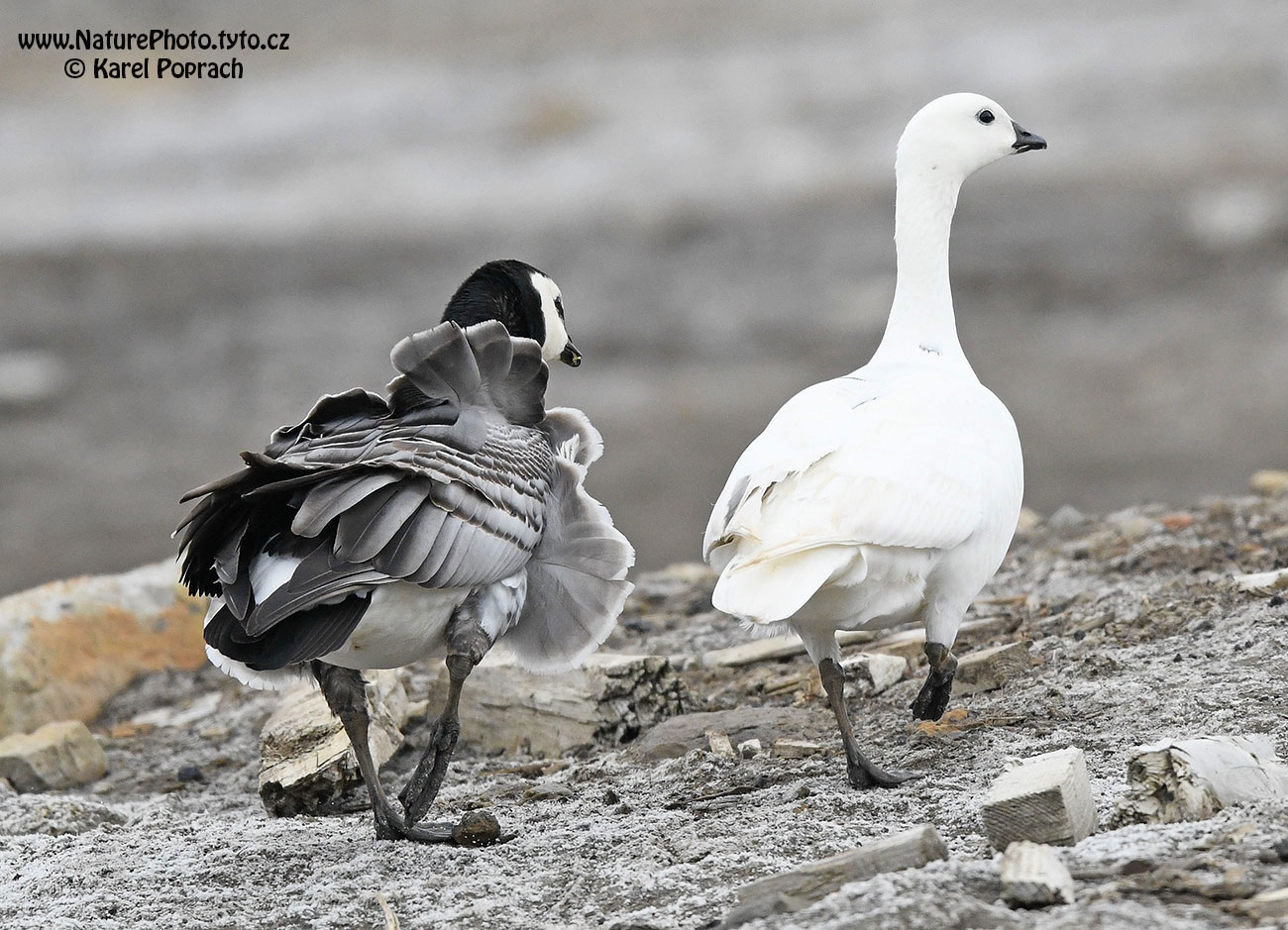 Branta leucopsis, Berneška bělolící