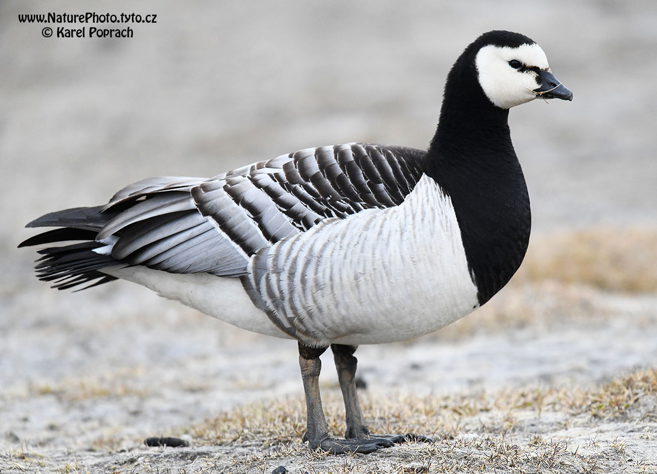 Branta leucopsis, Berneška bělolící