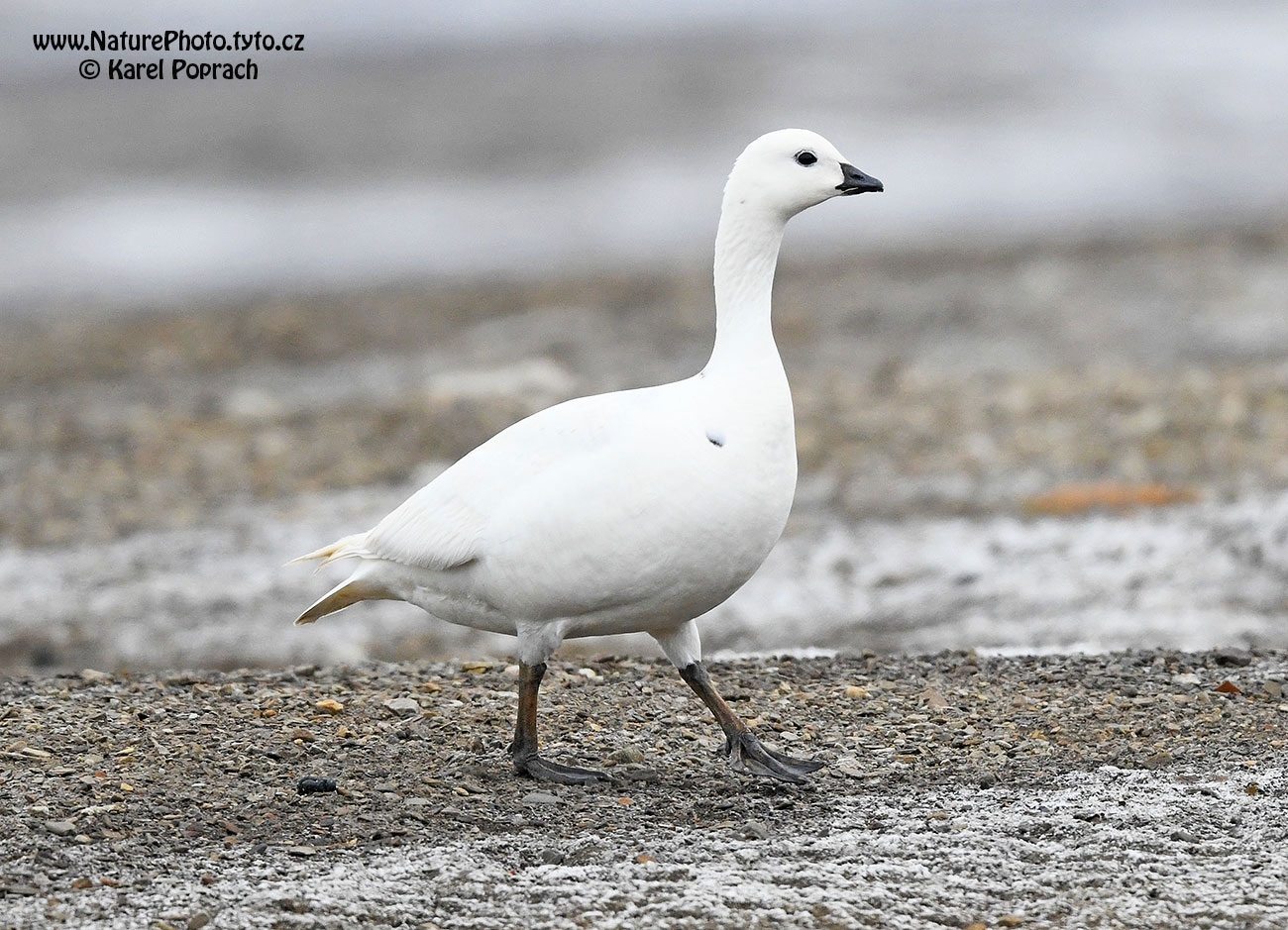 Branta leucopsis, Berneška bělolící