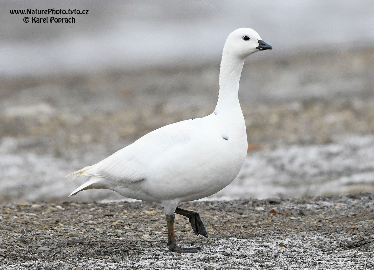 Branta leucopsis, Berneška bělolící