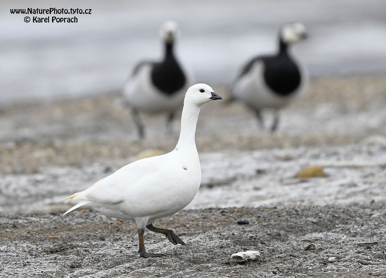 Branta leucopsis, Berneška bělolící